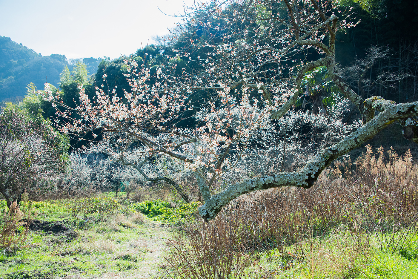金熊寺（きんゆうじ）梅林