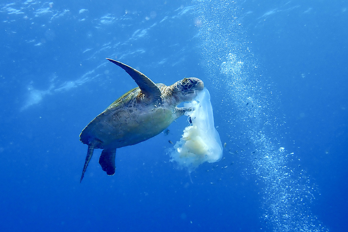 串本ダイビング